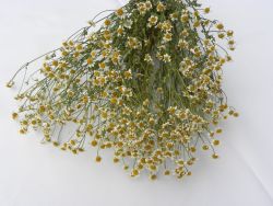 tanacetum