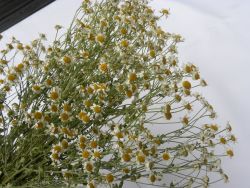 tanacetum